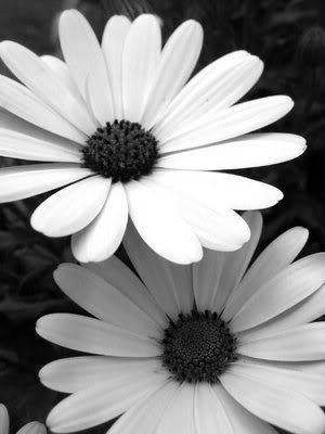 black and white pictures of flowers. lack and white Pictures,