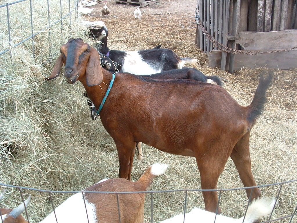 new red girl- pic - Goats