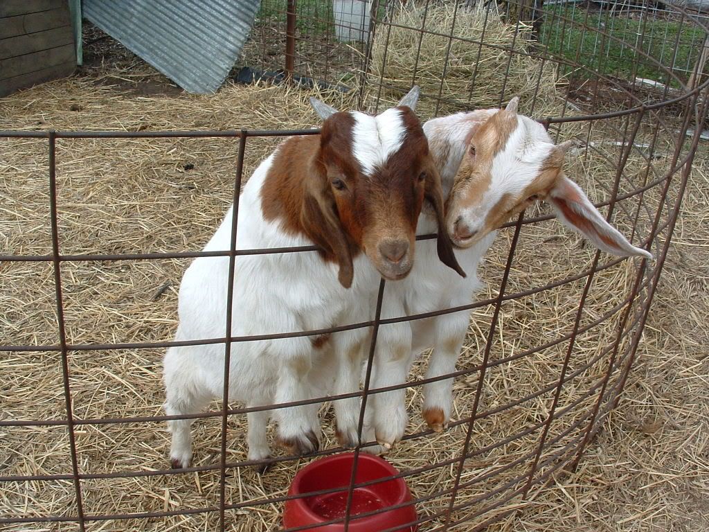 More Pics!!!! - Goats