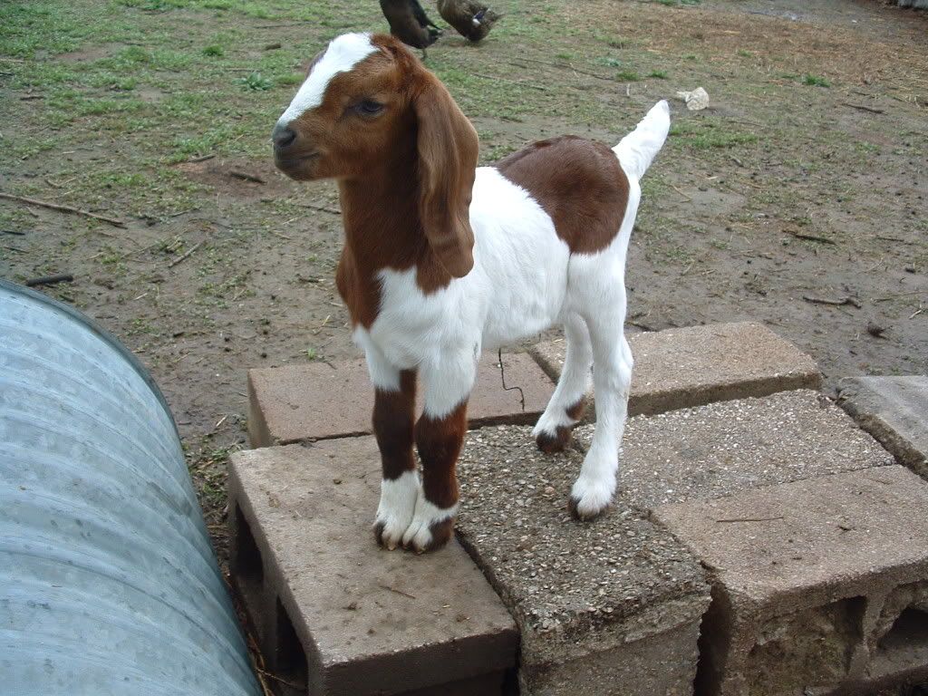 new boer baby - Goats