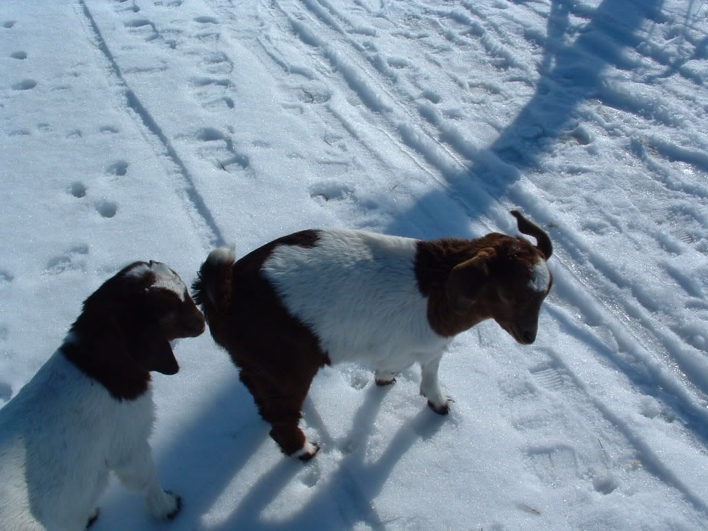 boar babies//pics - Goats