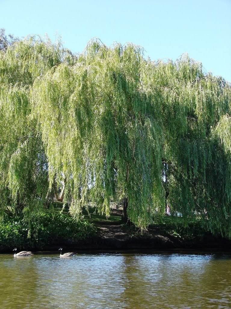 I love willow trees.
