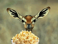 deer eating popcorn Pictures, Images and Photos