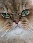 Persian_Cat_face-md.jpg