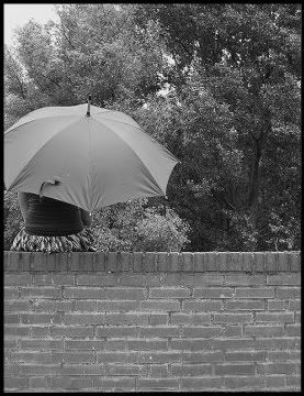 umbrella Pictures, Images and Photos