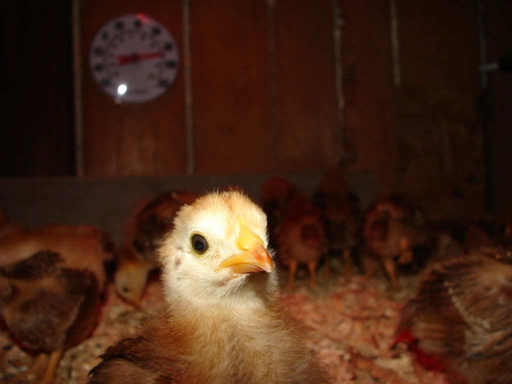 Large Lump in Breast BackYard Chickens Learn How to Raise Chickens