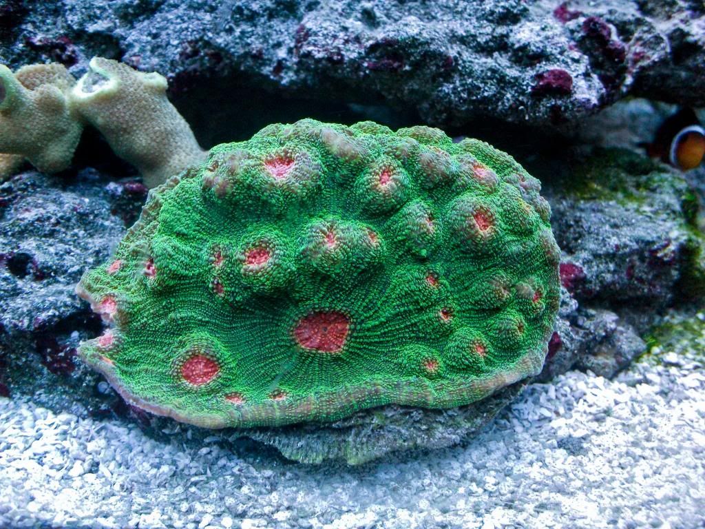 DSCF60832.jpg