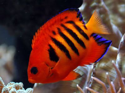 Red Flame Angelfish