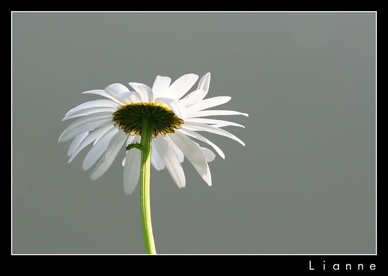 Fotografie