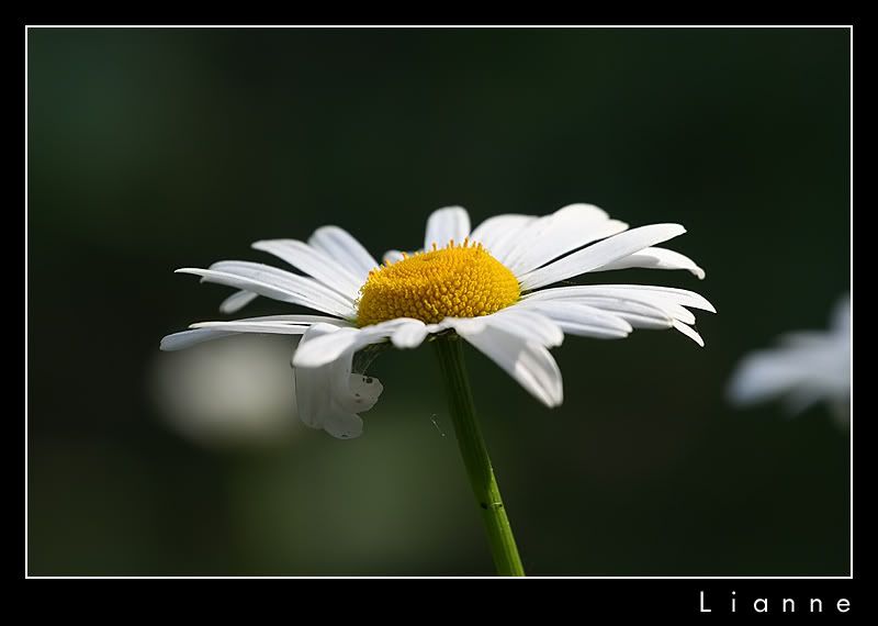Fotografie