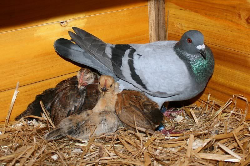 pigeons.jpg
