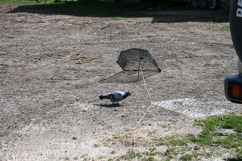 pigeons1.jpg