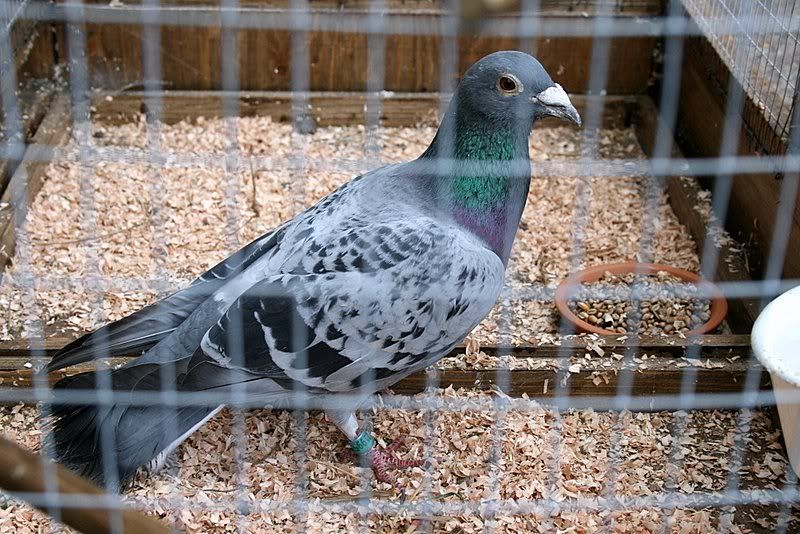 pigeons2.jpg
