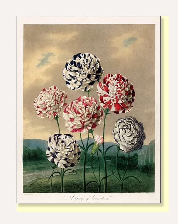 carnation colors