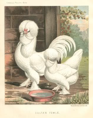 chicken breeds australia with pictures. Sultan chickens are not as
