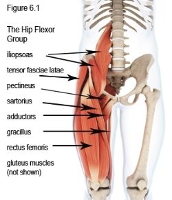 hip%20flexor_zpsy5vnj1pi.jpg~original