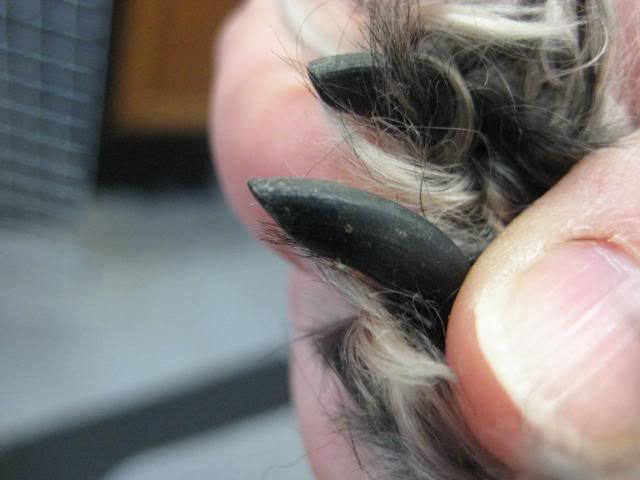 trimming black dog nails