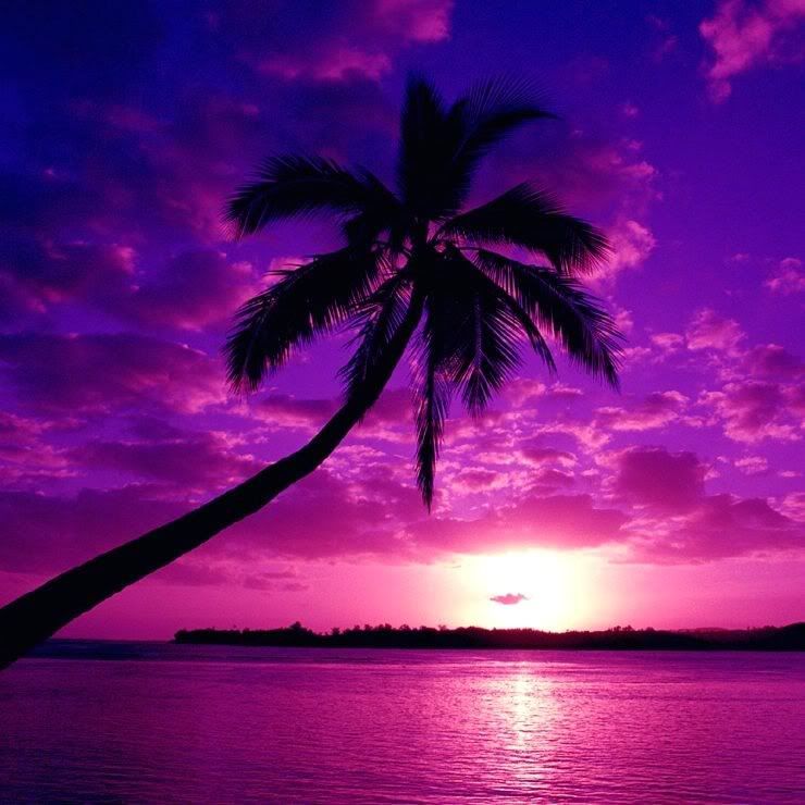 purple sunset beaches. For Tabby Purple Sunset