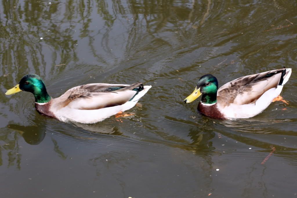 http://i176.photobucket.com/albums/w198/jon_davies/DUCKS.jpg