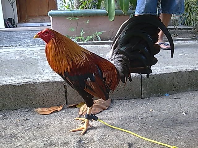 Nene Abello Poncan Sweater Page Sabong Cockfighting And Nene Abello Poncan Sweater Page Sabong Cockfighting And