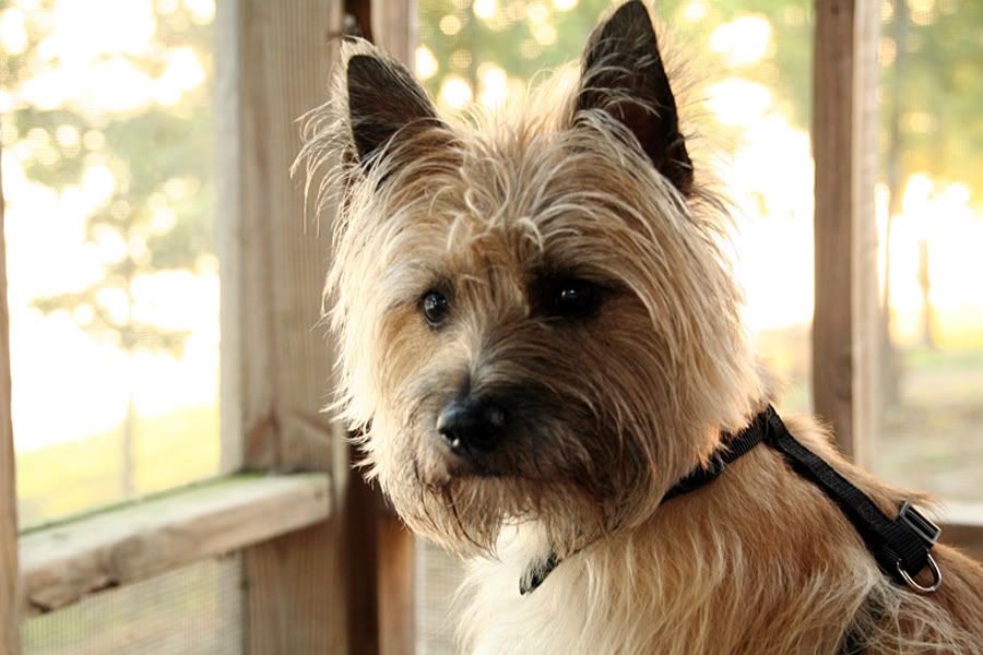 Braudy Our Cairn Terrier lil Toto dog Image Braudy Our Cairn Terrier lil Toto dog Image