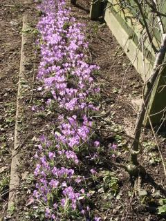 Garden010.jpg