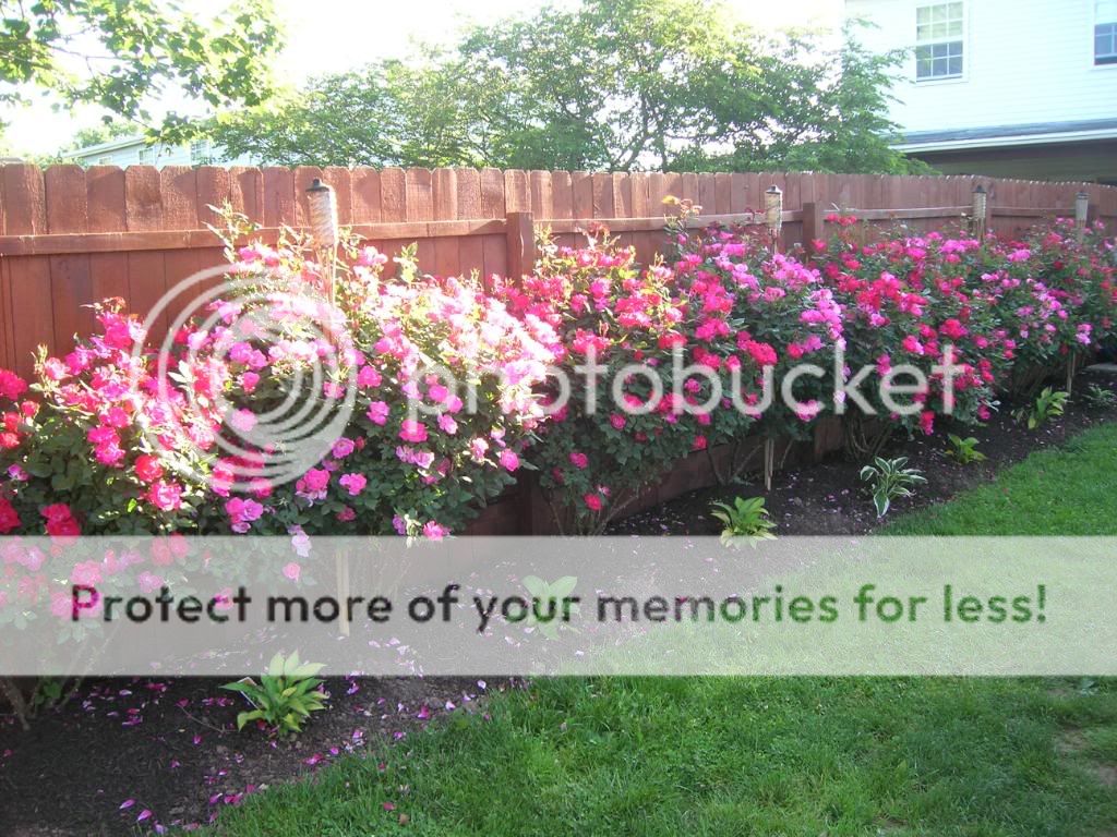 cliserpudo: backyard rose garden images