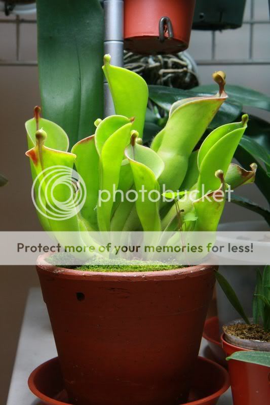  出售>太阳瓶子草