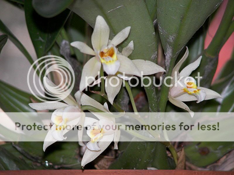 http://i176.photobucket.com/albums/w166/jpm19651965/orchids/coel2.jpg
