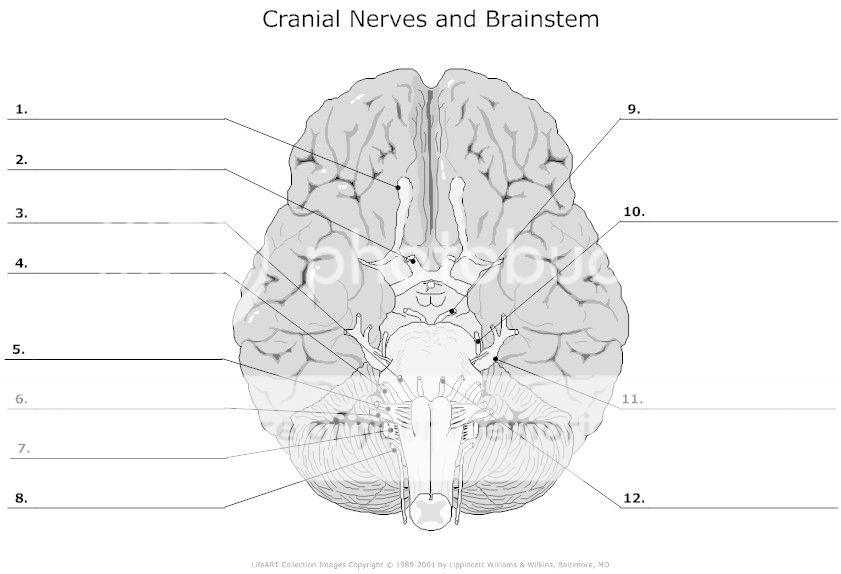 Label The Cranial Nerves Quiz - By bakerjasm