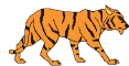 A tiger
