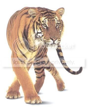 Lets learn some more animals