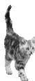 A cat