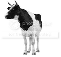A cow