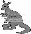 A kangaroo