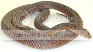 A snake