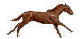 A horse