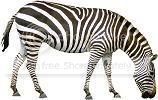 A zebra