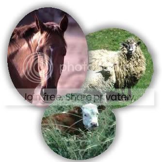 Learning Animals A to Z