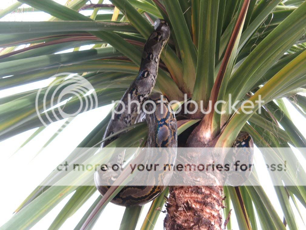 Retic's !! | Reptile Forums