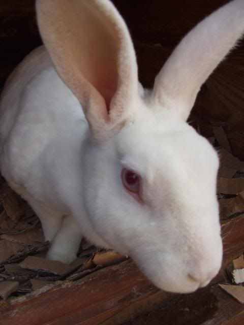 DSCF3046.jpg