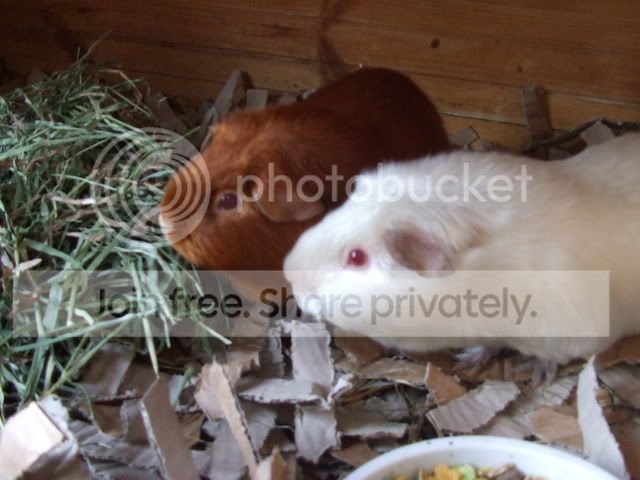 DSCF3126.jpg