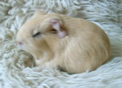 bollo2weekssleepy.jpg