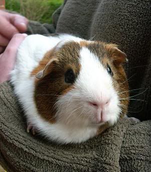 coco-1.jpg