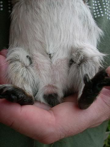 jollybelly0405.jpg