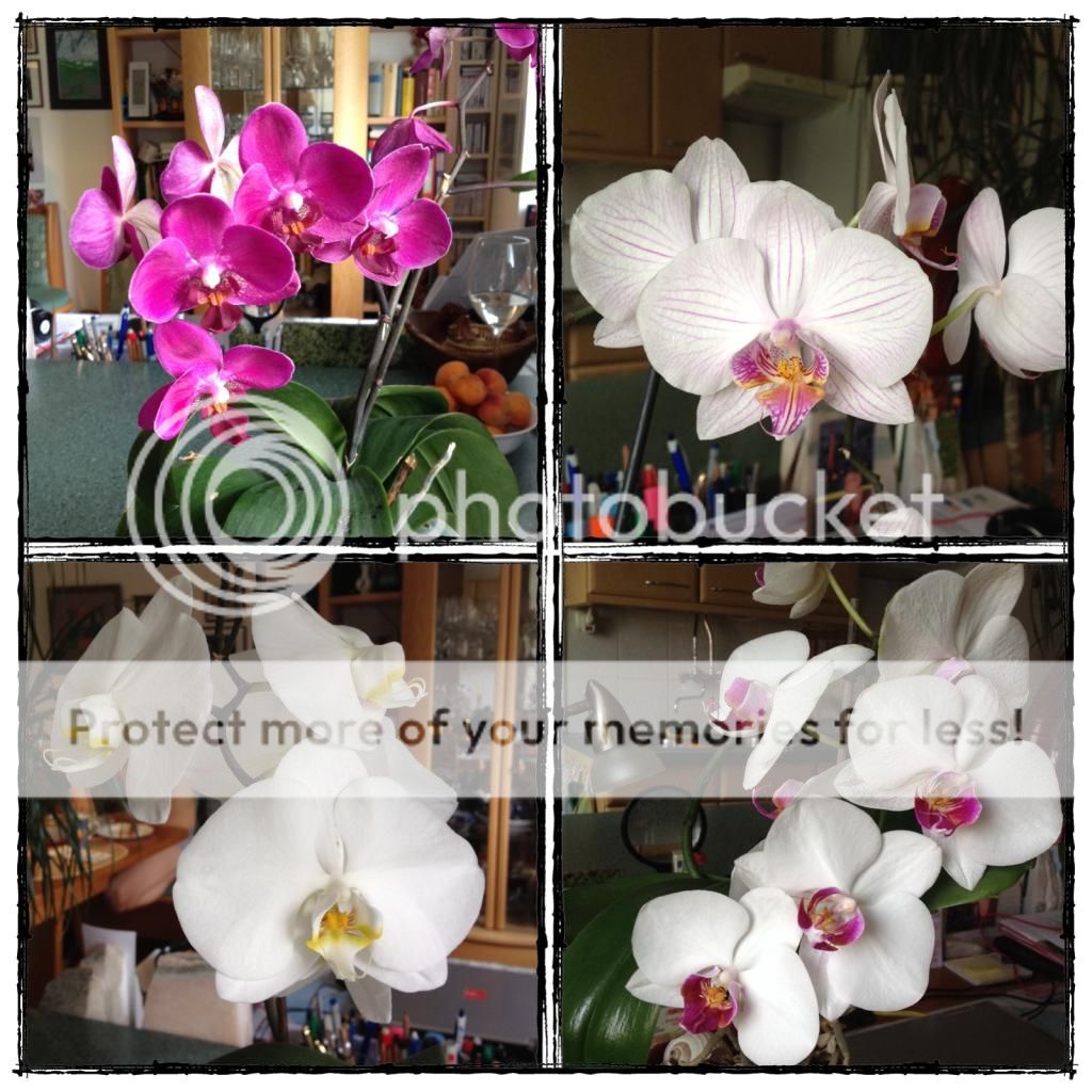 photo E137FBF3-D7F5-430C-B798-3EB10AF9FF36.jpg