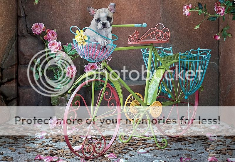 Photobucket Pictures, Images and Photos